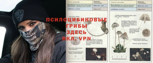эйфоретик Аркадак